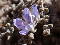 Veronica lilliputiana