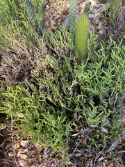Crassula muscosa