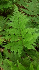 Parapolystichum microsorum pentangulare