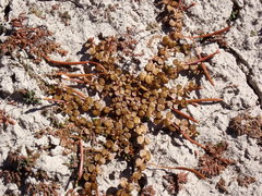 Epilobium komarovianum