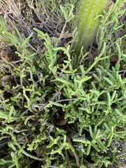 Crassula muscosa