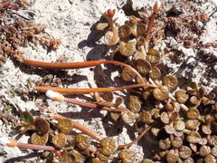 Epilobium komarovianum