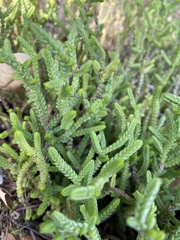 Crassula muscosa