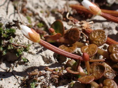 Epilobium komarovianum