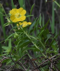Ludwigia peruviana image