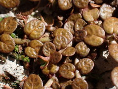 Epilobium komarovianum