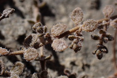 Veronica lilliputiana
