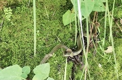 Erythrolamprus epinephalus albiventris