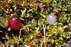 Coprosma petriei