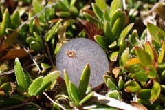 Coprosma petriei