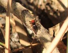 Habronattus forticulus
