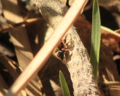Habronattus forticulus