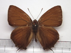 Favonius yuasai
