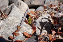 Epilobium microphyllum