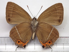 Favonius yuasai