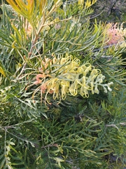 Grevillea