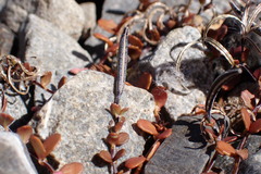 Epilobium microphyllum