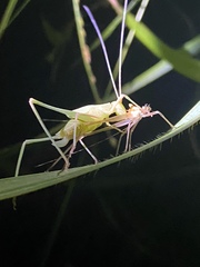 Orthoptera