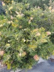 Grevillea