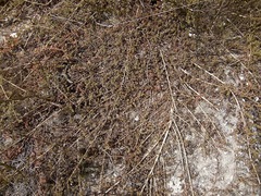 Aspalathus prostrata