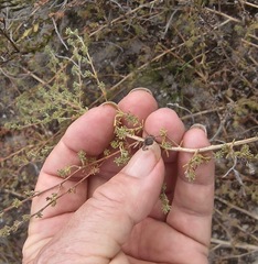 Aspalathus prostrata