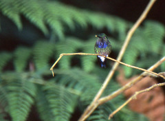 Polyerata rosenbergi