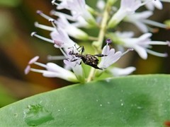 Stephanorhynchus lawsoni