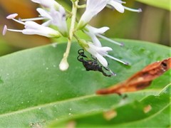 Stephanorhynchus lawsoni