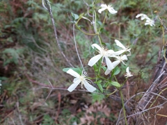Clematis aristata