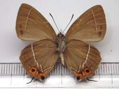 Favonius yuasai