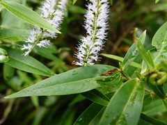 Stephanorhynchus lawsoni
