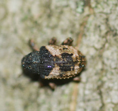 Cryptorhynchus fuscatus