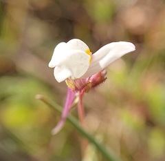Linaria amethystea