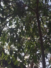 Casimiroa