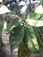 Casimiroa