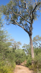 Schinopsis lorentzii