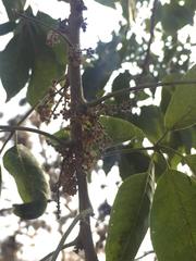 Casimiroa
