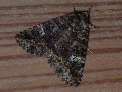 Condica albigera