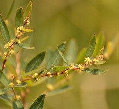 Phyllanthus sellowianus