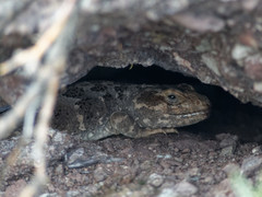 Diplolaemus leopardinus