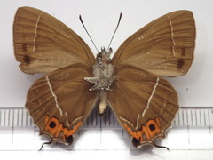 Favonius yuasai