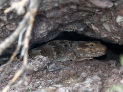 Diplolaemus leopardinus