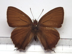 Favonius yuasai