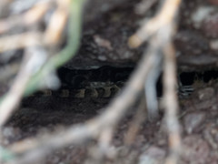 Diplolaemus leopardinus