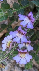 Chaenorhinum villosum