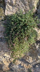 Chaenorhinum villosum