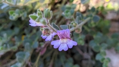 Chaenorhinum villosum