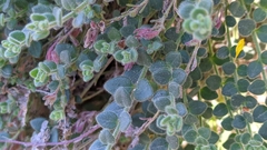 Chaenorhinum villosum