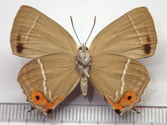 Favonius yuasai