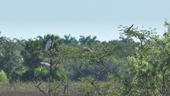 Ardea alba